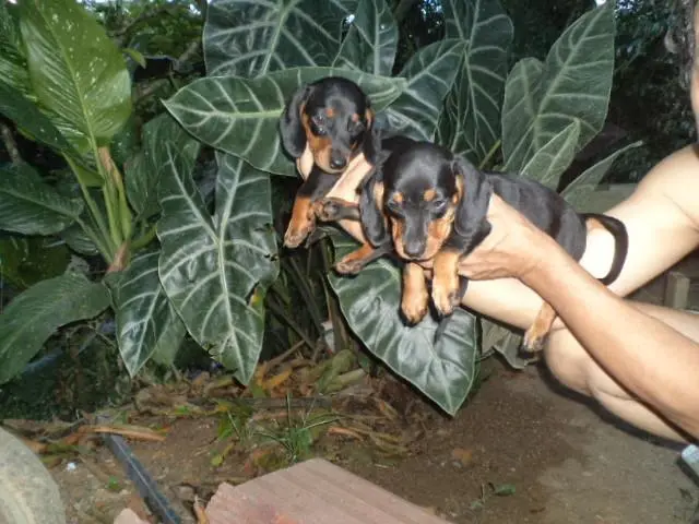 VENDO FILHOTES DE BASSET MINIATURA MACHO E FEMEA-ANÃO