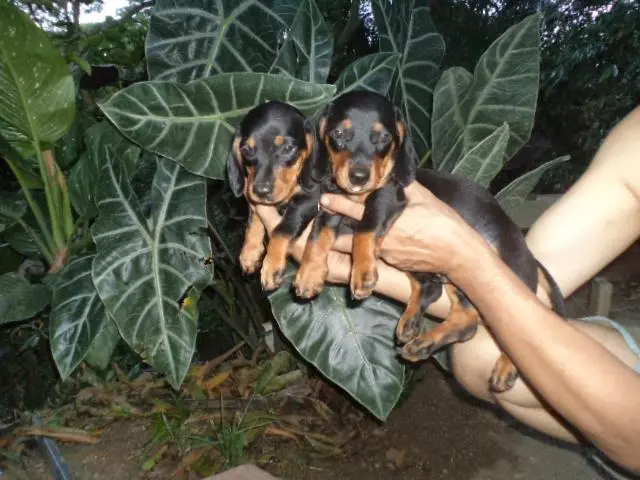 VENDO FILHOTES DE BASSET ANÃO PRETO COM CANELA