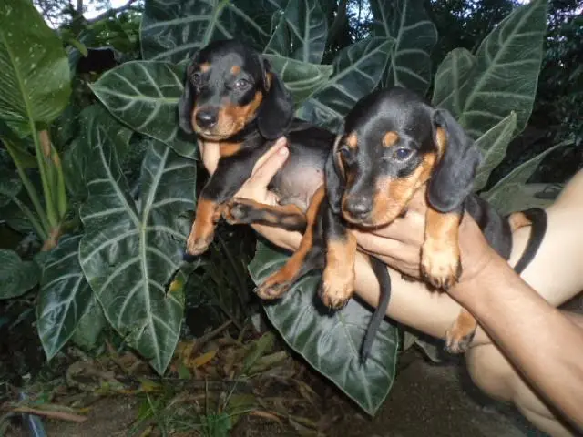VENDO FILHOTES DE BASSET ANÃO PRETO COM CANELA MINIATURA