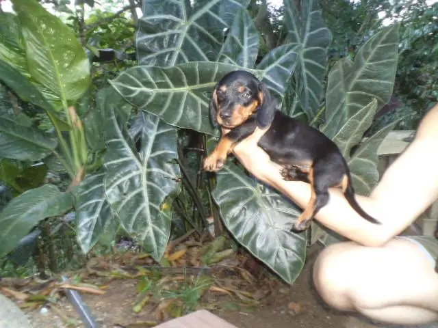 VENDO FILHOTES DE BASSET MINIATURA PRETO COM CANELA