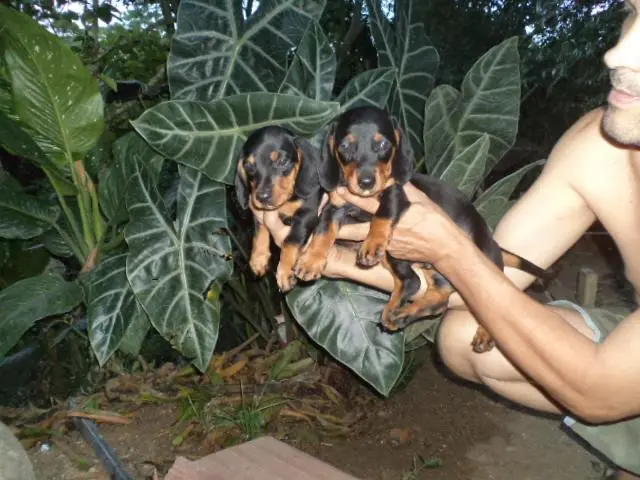VENDO FILHOTES DE BASSET MINIATURA PRETO COM CANELA