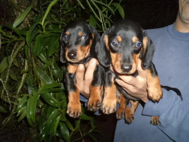 VENDO LINDOS FILHOTES DE BASSET MINIATURA PRETO COM CANELA