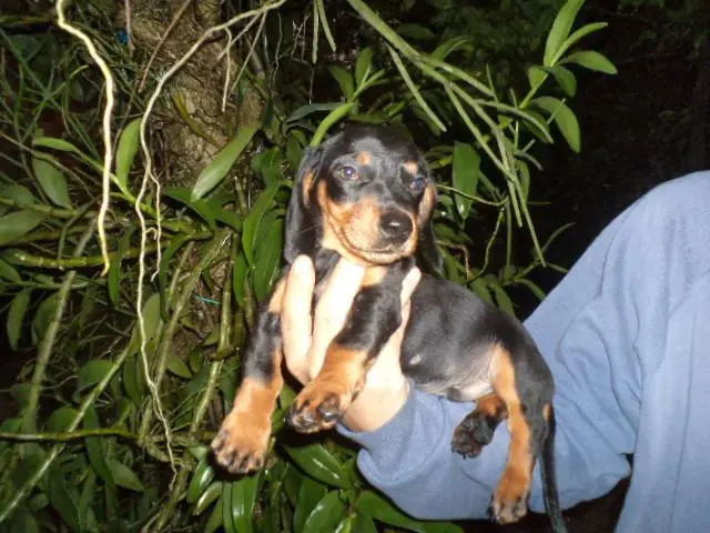 VENDO LINDOS FILHOTES DE BASSET MINIATURA PRETO COM CANELA