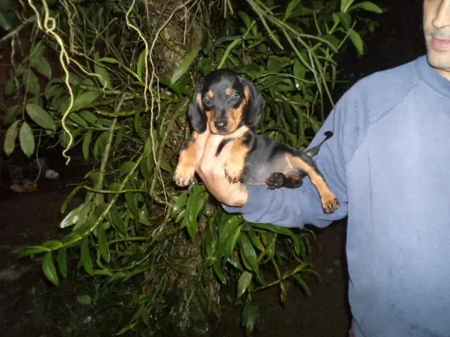 VENDO LINDOS FILHOTES DE BASSET MINIATURA PRETO COM CANELA