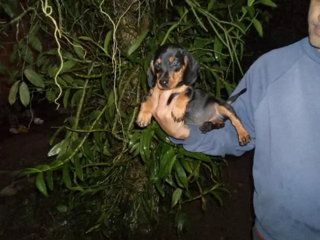 VENDO FILHOTES DE BASSET PRETO COM CANELA ANÃO