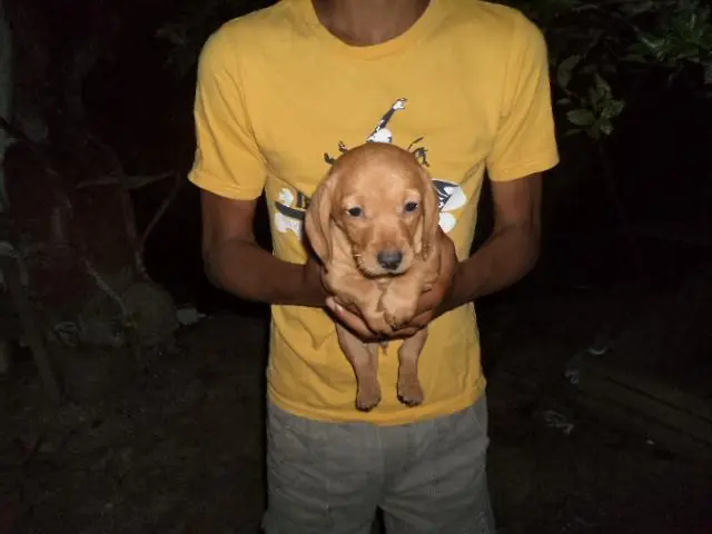 COMPRO FILHOTES DE TODAS AS RAÇAS