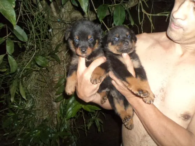 COMPRO FILHOTES DE TODAS AS RAÇAS