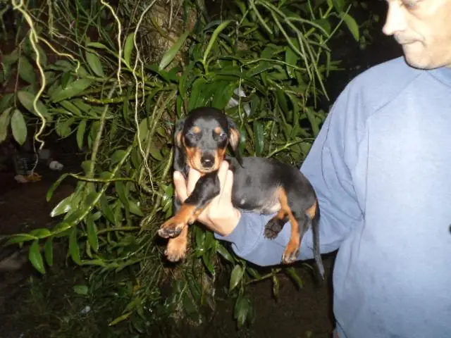 VENDO LINDOS FILHOTES DE BASSET MACHO PRETO COM CANELA