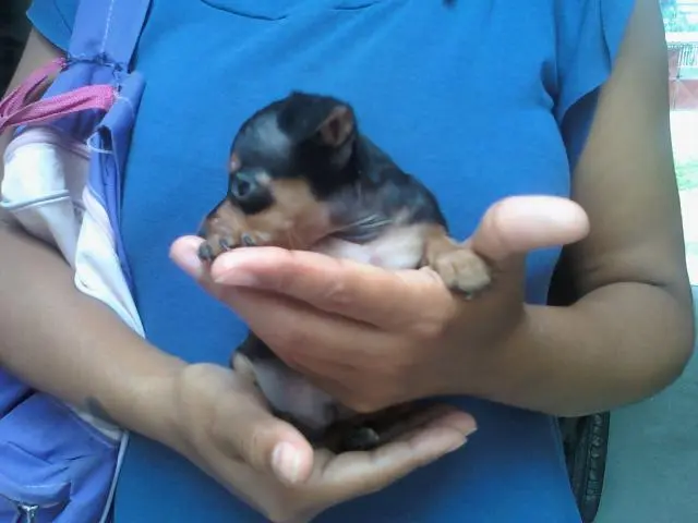 VENDO LINDOS FILHOTES DE PINCHER 00 PRETO COM CANELA MACHO