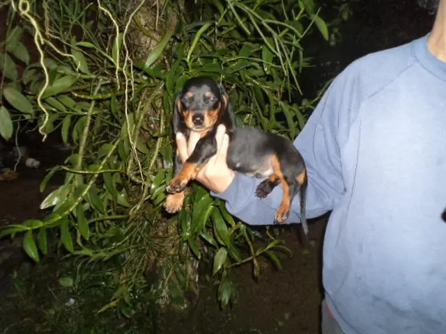 VENDO LINDOS FILHOTINHOS DE BASSET PRETO COM CANELA ANÃO