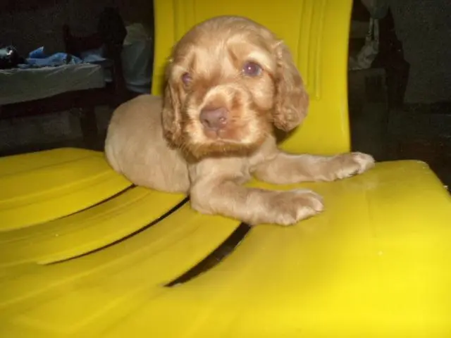 VENDO FILHOTES DE COCKER SPANIEL DOURADO MACHO DE OLHOS AZUIS