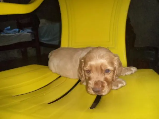 VENDO FILHOTES DE COCKER SPANIEL DOURADO MACHO DE OLHOS AZUIS