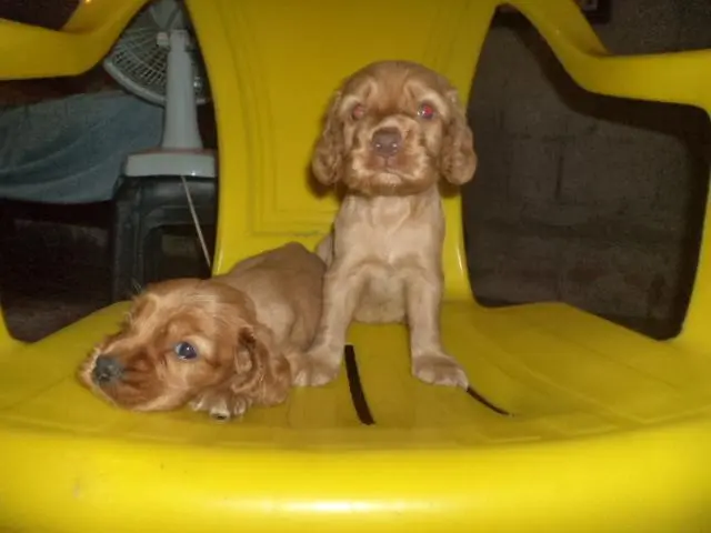 VENDO FILHOTES DE COCKER SPANIEL DOURADO MACHO DE OLHOS AZUIS