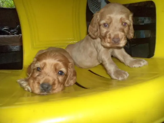 VENDO FILHOTES DE COCKER SPANIEL DOURADO MACHO DE OLHOS AZUIS