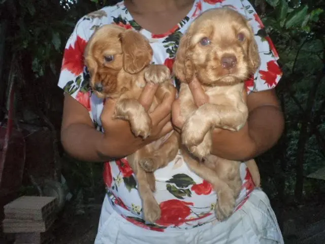 VENDO FILHOTES DE COCKER MACHO DOURADO DE OLHOS AZUIS