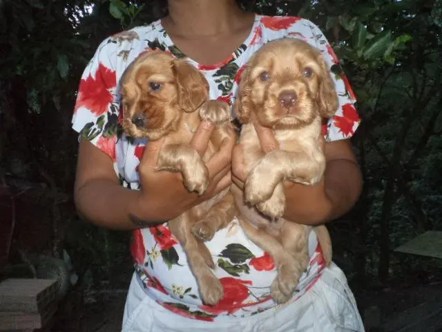 VENDO LINDOS FILHOTES DE COCKER SPANIEL MACHO CARAMELO