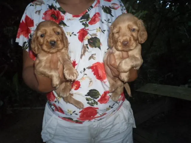 VENDO LINDOS FILHOTES DE COCKER SPANIEL MACHO CARAMELO