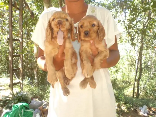 VENDO LINDOS FILHOTES DE COCKER CARAMELO MACHO
