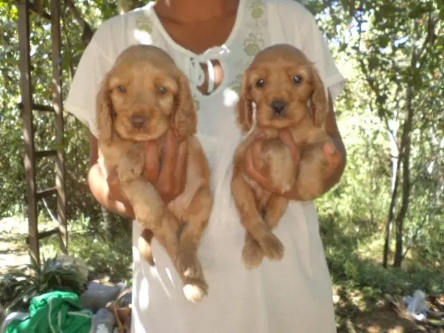 VENDO LINDOS FILHOTES DE COCKER CARAMELO MACHO