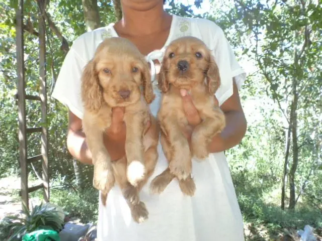 VENDO LINDOS FILHOTINHOS DE COCKER DE OLHOS AZUIS, DOURADO