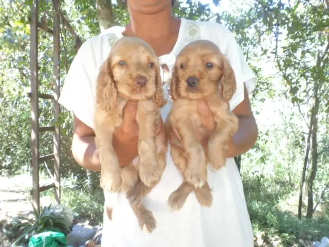 VENDO LINDOS FILHOTINHOS DE COCKER DE OLHOS AZUIS, DOURADO
