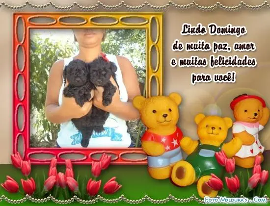 VENDO LINDOS POODLE TOY MICRISSIMO PRETOS MACHO E FEMEA