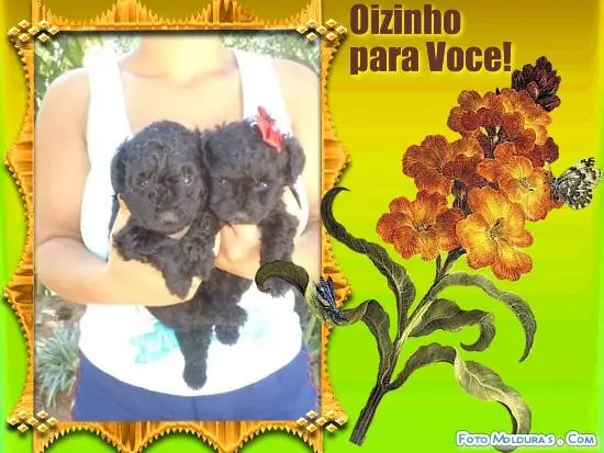 VENDO LINDOS POODLE TOY MICRISSIMO PRETOS MACHO E FEMEA