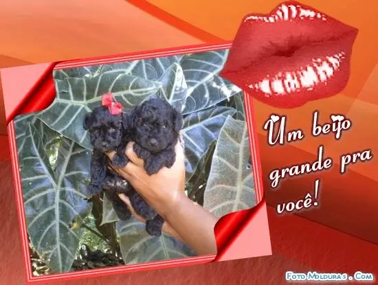 VENDO FILHOTES DE POODLE TOY MICRINHO PRETO MACHO E FEMEA