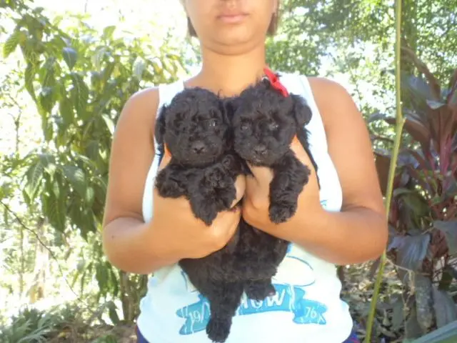 VENDO LINDOS POODLE PRETO TOY MICRINHO MACHO E FEMEA