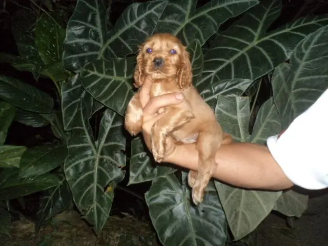 VENDO COCKER SPANIEL DOURADO MACHO LINDOS