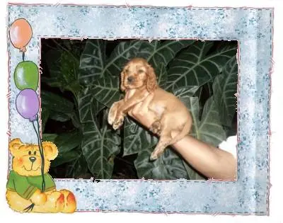 VENDO LINDOS COCKER SPANIEL DOURADO MACHO MUITO FOFOS