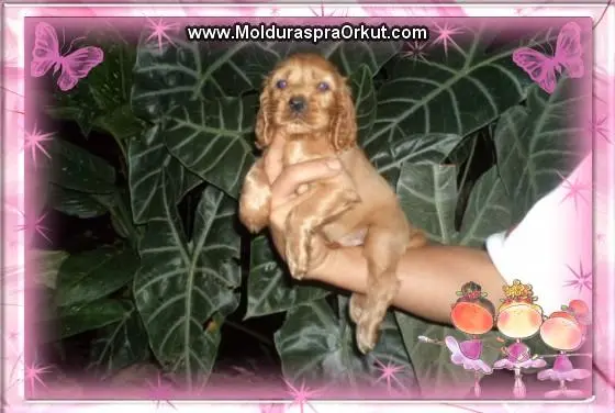 VENDO LINDOS COCKER SPANIEL DOURADO MACHO LINDINHOS