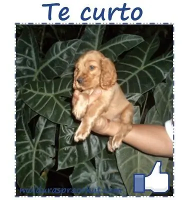 VENDO LINDOS COCKER SPANIEL DOURADO MACHO LINDINHOS