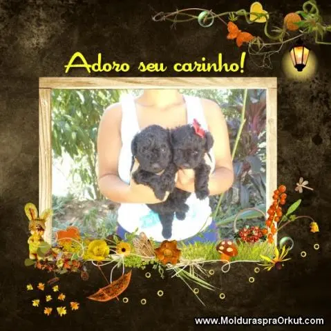 VENDO FILHOTES DE POODLE TOY MICRINHO MACHO E FEMEA PRETO