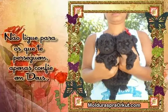 VENDO FILHOTES DE POODLE TOY MICRINHO MACHO E FEMEA PRETO