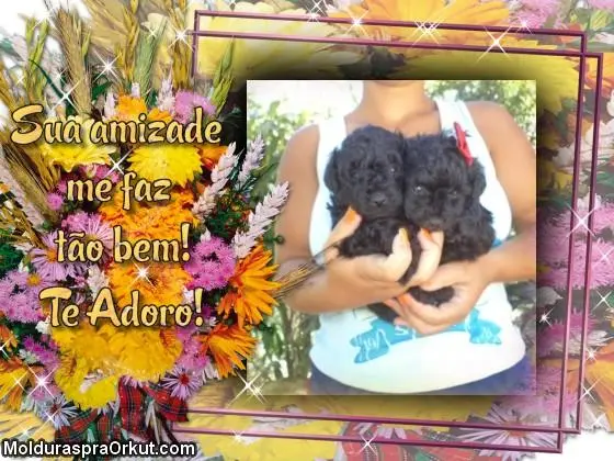 VENDO FILHOTE DE POODLE MICRO TOYZINHO PRETINHOS