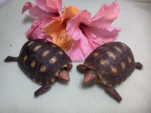 Tartaruga de terra jabuti