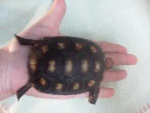 Tartaruga de terra jabuti