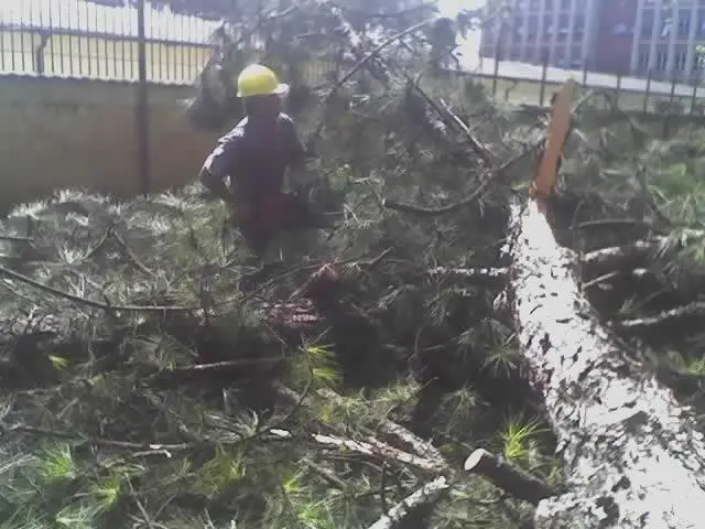 CORTE DE ÁRVORE E REMOÇÃO EM GUARULHOS