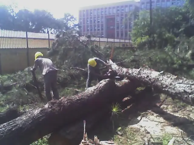 CORTE DE ÁRVORE E REMOÇÃO EM GUARULHOS